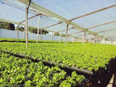 设施园艺在现代园艺作物生产中的核心作用