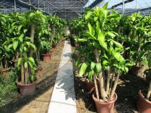 室内园艺优选 绿萝、绿宝树与金山棕的养护与装饰艺术