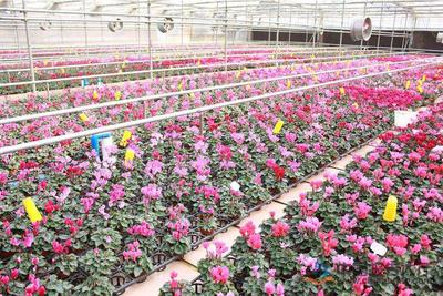 匠心织就芬芳路 以素质提升与科学种植驱动花海产业高质量发展