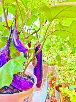 阳台种菜 深圳人的都市田园梦