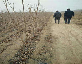 矮化红灯樱桃苗种植技术解析 泰安开发区尚德园艺场引领园艺产品种植新风尚