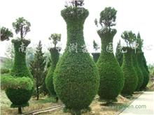 长沙长浏园艺 打造优质绿化苗木与工程苗木的专业基地