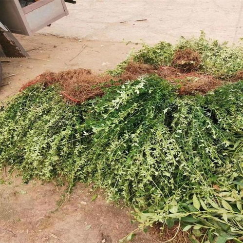 迎春花（30-40公分规格）种植方法与栽培技术指南