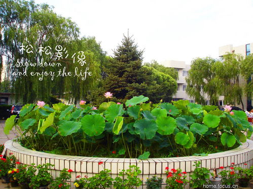 盛夏花王，园艺之冠——论荷花在夏季园艺中的王者地位