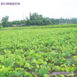 绿缘园艺场大量批发供应精品红花紫荆种苗指导价 绿缘园艺场大量批发供应精品红花紫荆种苗厂商 绿缘园艺场大量批发供应精品红花紫荆种苗厂商 图 尽在农苗网 彭永刚