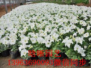 探寻春日容颜 专业草花种植基地欢迎您